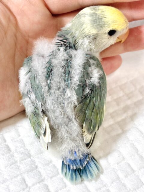 コザクラインコ（小桜インコ）