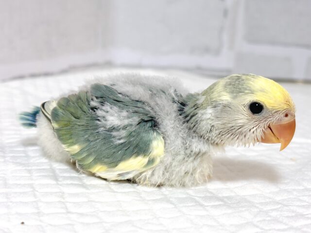 コザクラインコ（小桜インコ）