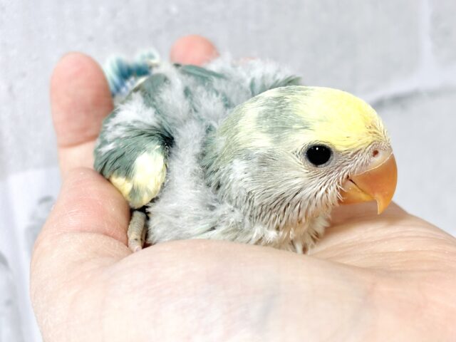 コザクラインコ（小桜インコ）