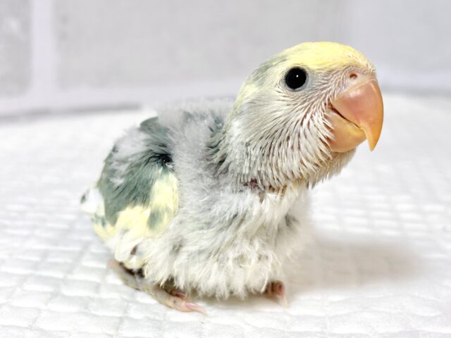 コザクラインコ（小桜インコ）