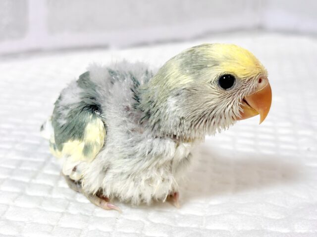 コザクラインコ（小桜インコ）