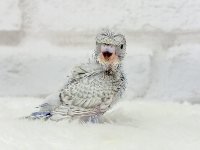 梵天セキセイインコ