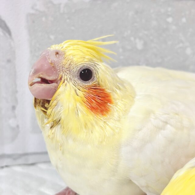 オカメインコ