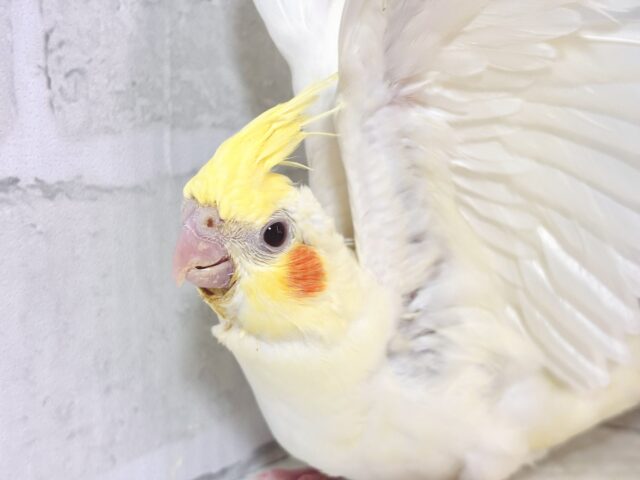 オカメインコ