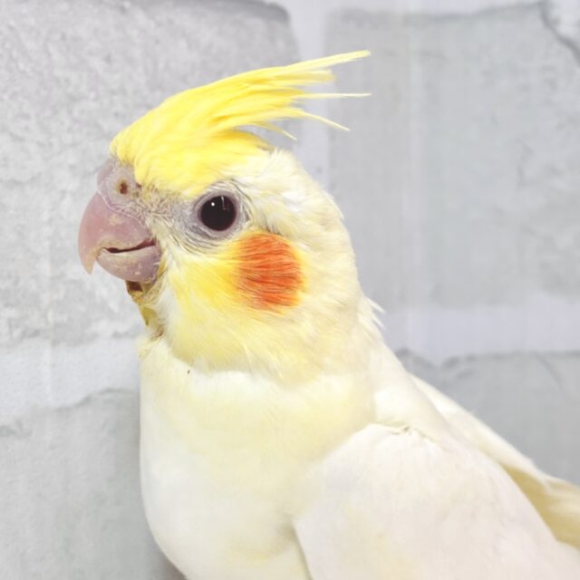 オカメインコ