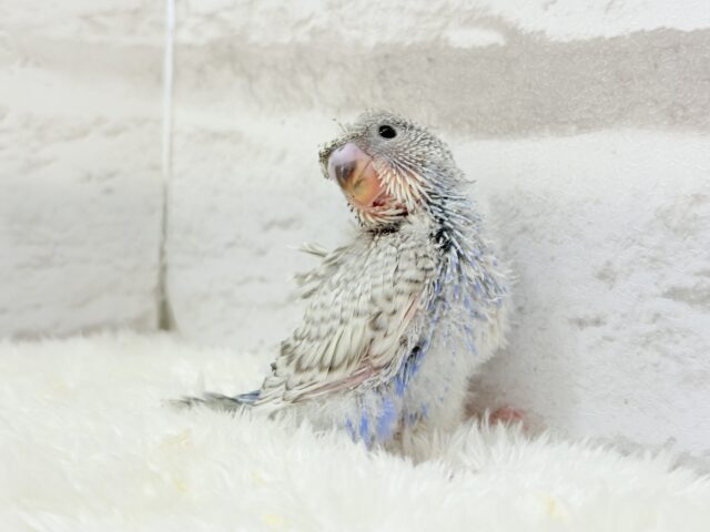 梵天セキセイインコ