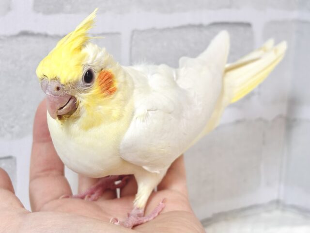 オカメインコ