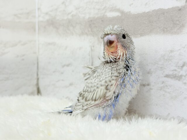 梵天セキセイインコ