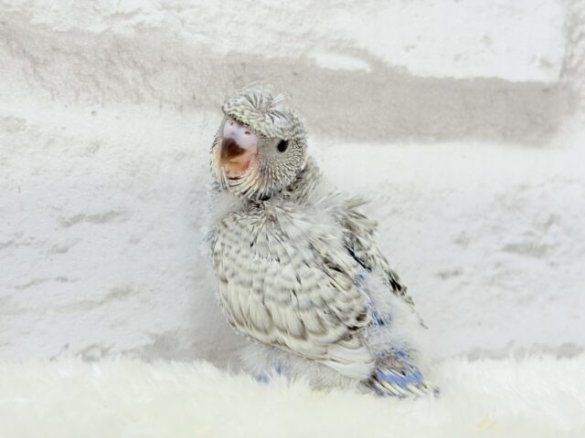 梵天セキセイインコ