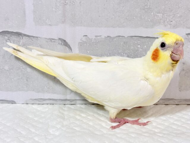 オカメインコ