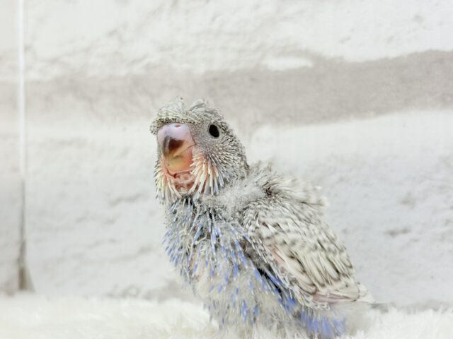 梵天セキセイインコ