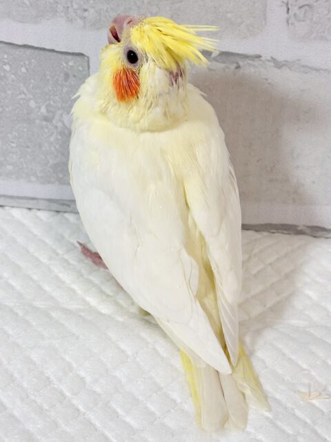 オカメインコ