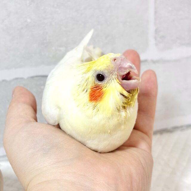 オカメインコ
