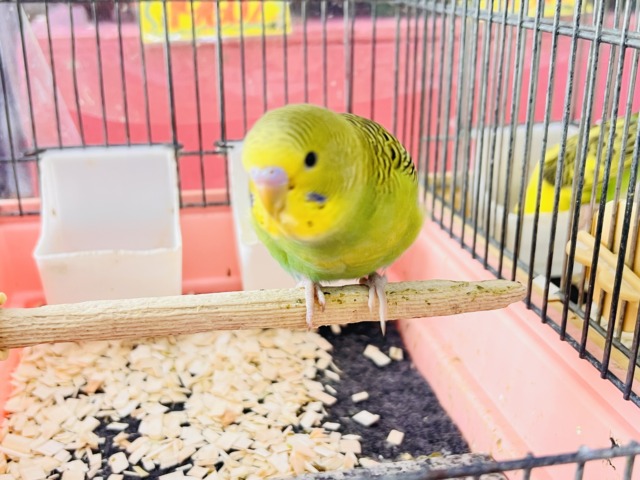 セキセイインコ