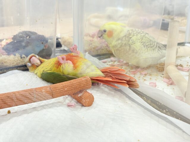 ホオミドリウロコインコ