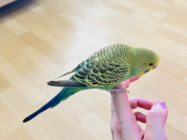 セキセイインコ