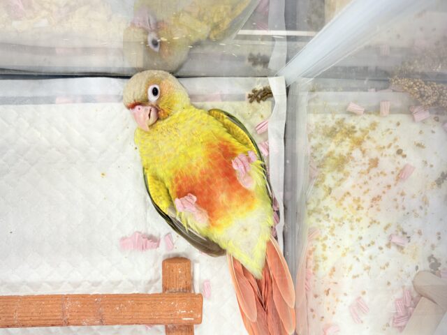 ホオミドリウロコインコ