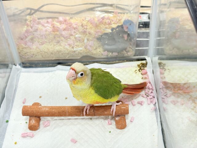 ホオミドリウロコインコ