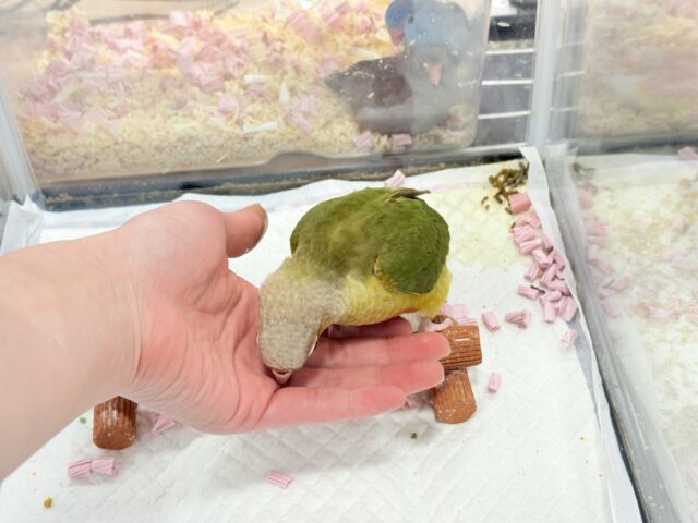 ホオミドリウロコインコ