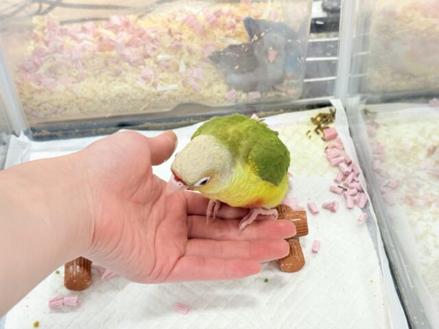 ホオミドリウロコインコ