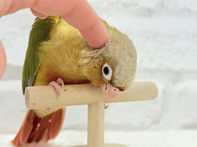 ホオミドリウロコインコ