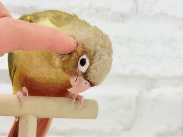 ホオミドリウロコインコ