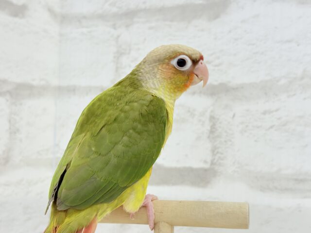 ホオミドリウロコインコ