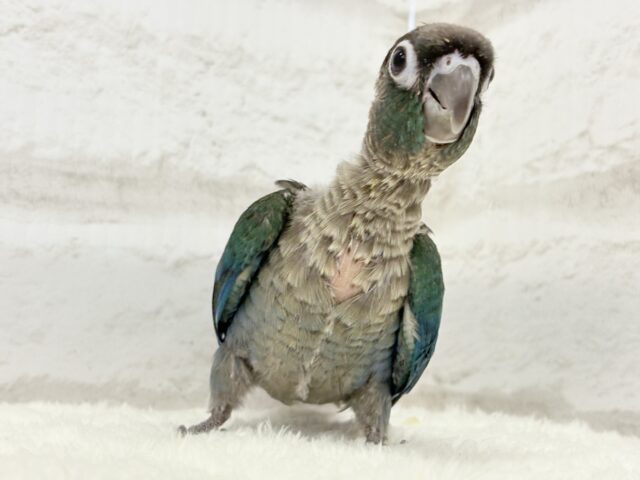 ホオミドリウロコインコ