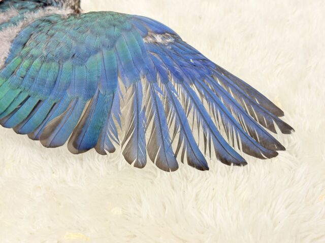 ホオミドリウロコインコ