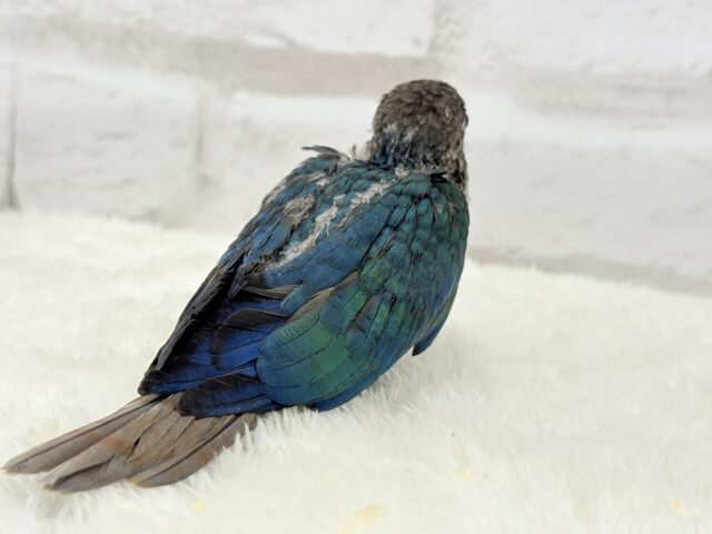 ホオミドリウロコインコ