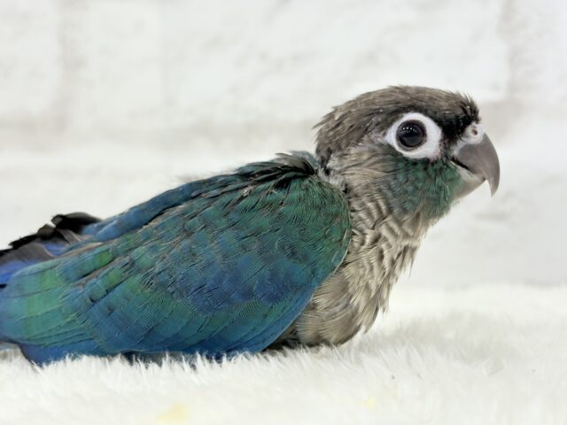 ホオミドリウロコインコ