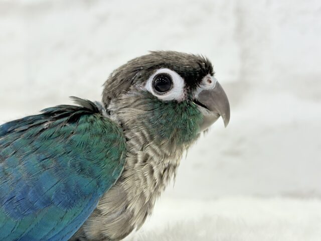 ホオミドリウロコインコ