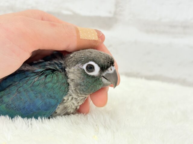 ホオミドリウロコインコ