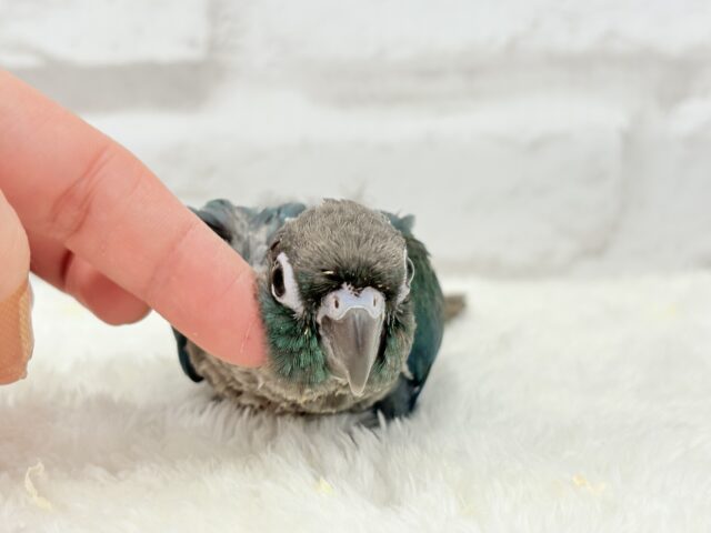 ホオミドリウロコインコ