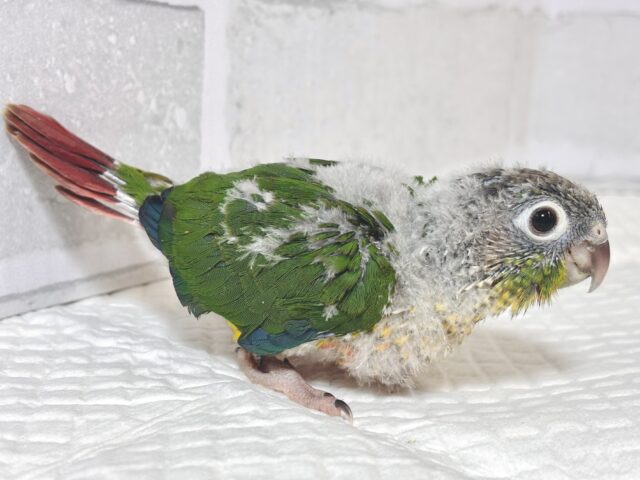 ワキコガネウロコインコ