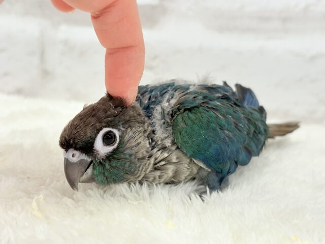 ホオミドリウロコインコ