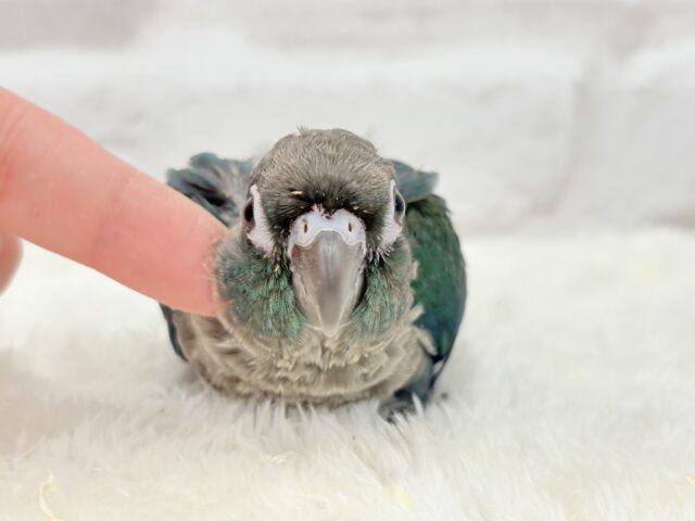 ホオミドリウロコインコ