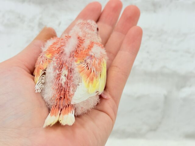 アキクサインコ（秋草インコ）