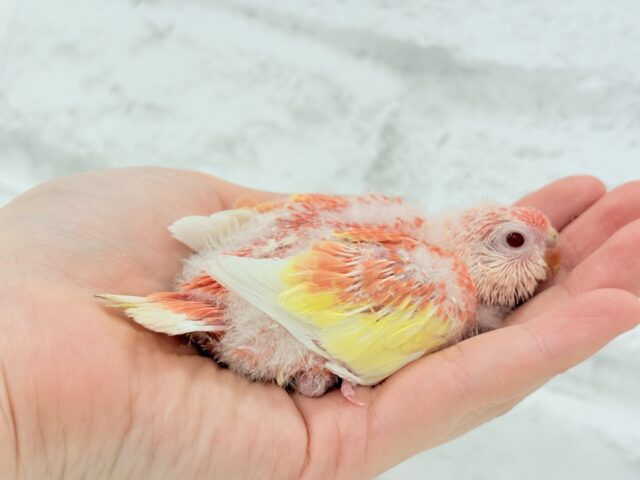 アキクサインコ（秋草インコ）