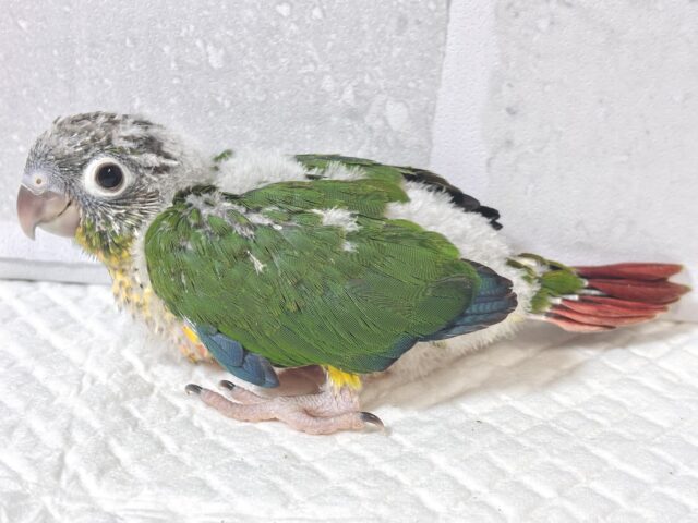 ワキコガネウロコインコ