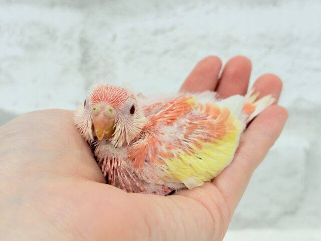 アキクサインコ（秋草インコ）