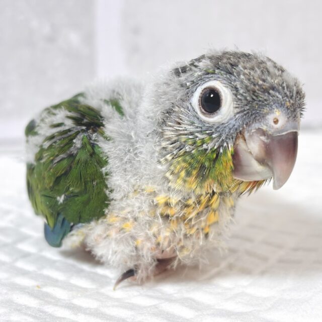 ワキコガネウロコインコ