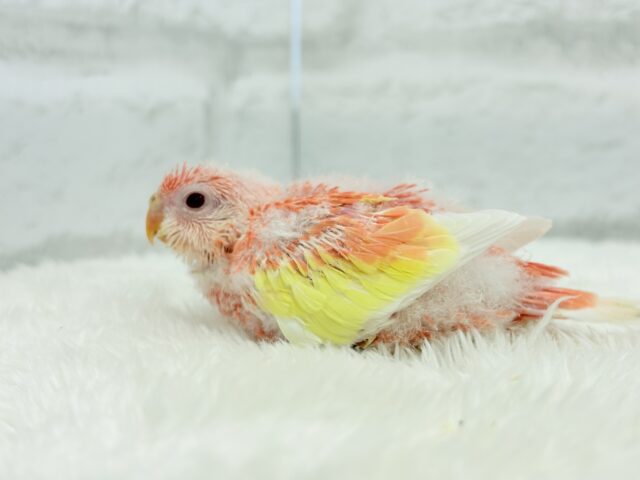 アキクサインコ（秋草インコ）