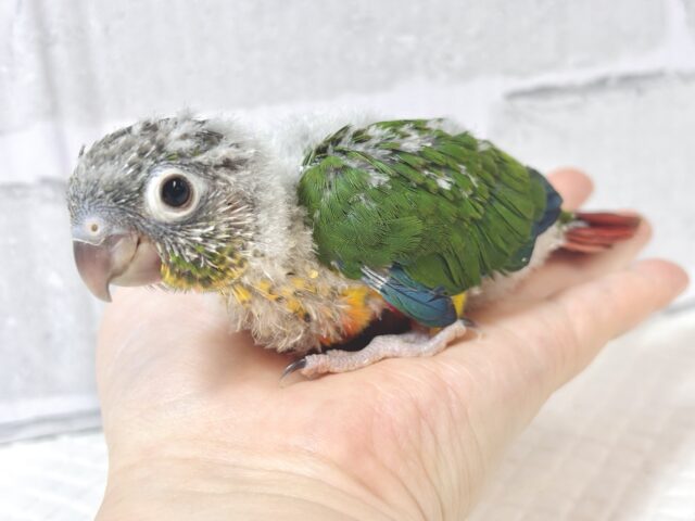 ワキコガネウロコインコ