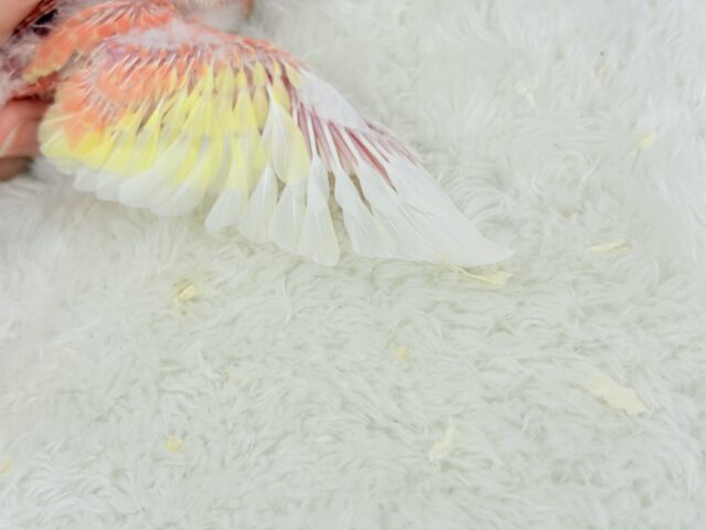 アキクサインコ（秋草インコ）