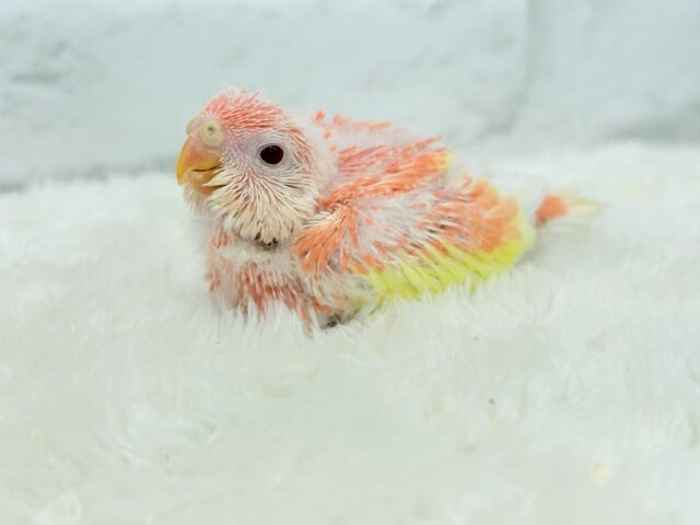 アキクサインコ（秋草インコ）