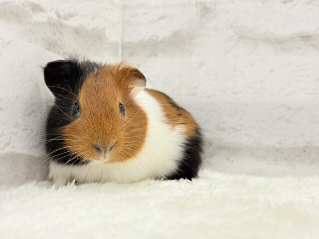 イングリッシュモルモット