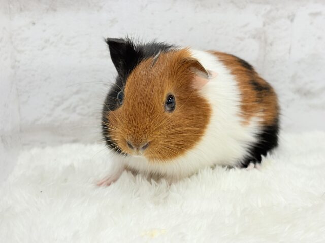 イングリッシュモルモット