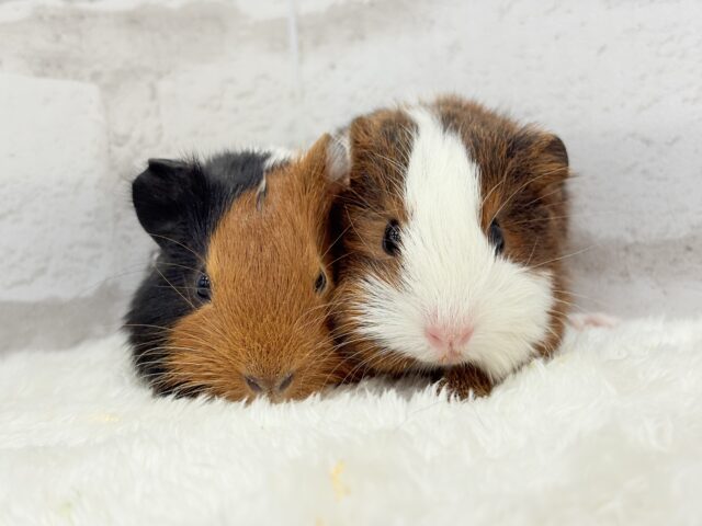 イングリッシュモルモット