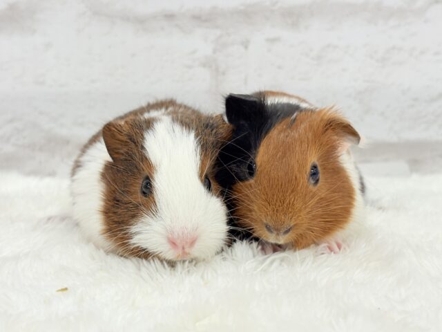 イングリッシュモルモット